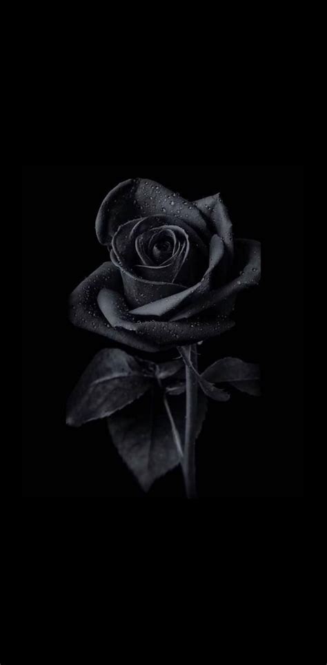 Download Black Rose wallpaper by Abtahialamking - d295 - Free on ZEDGE ...