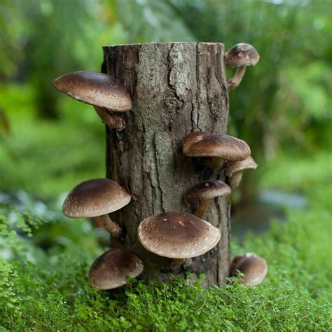 Pin on edible fungi