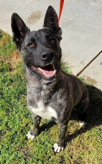 California - Helping Paws: Puppies, cattle dogs and terriers - Lake ...