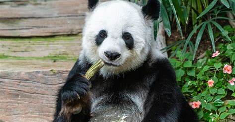 Panda Bear Eating · Free Stock Photo