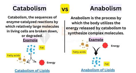 Differences Between Catabolism And Anabolism