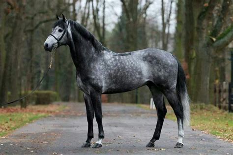 Dapple Gray Horse Facts with Pictures