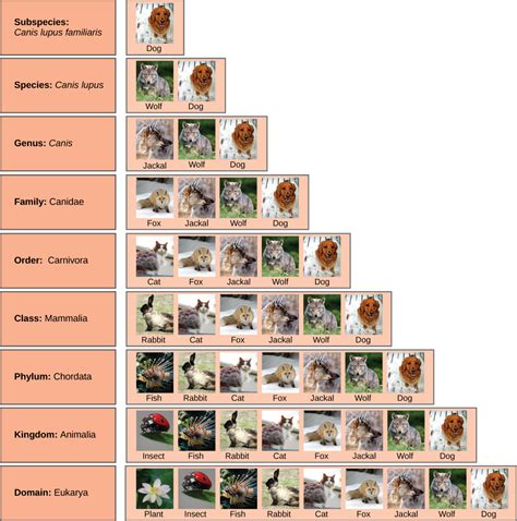 Ms. Mora's Biology Blog: CLASSIFICATION AND TAXONOMY (CLASIFICACIÓN Y ...