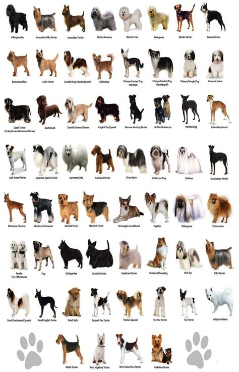 Types Of Dogs Printable Chart