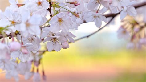 Sakura Flower wallpaper | 1920x1080 | #66673