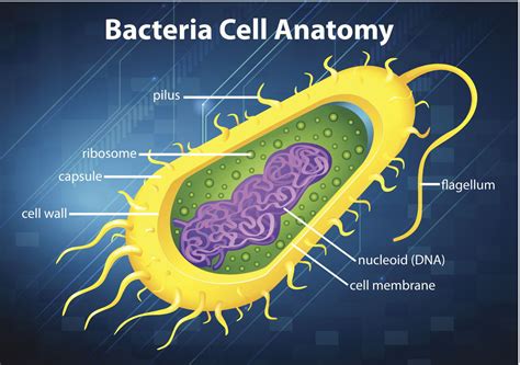 An In-depth Look at the Structure and Functions of the Cell Membrane