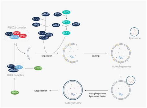 The Role of Autophagy in Cancer | Proteintech Group