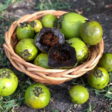 Black Sapote Matt Snow Tree for Sale, 2-3 feet tall, Container from Fl ...