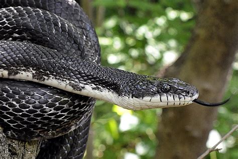 Are Black Snakes Harmful To Dogs