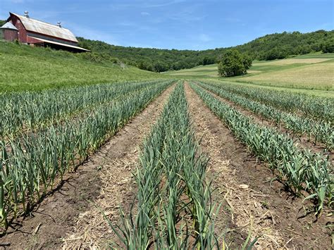 Pin by Tamarack Garlic Farm on Farm Photos | Farm photo, Farmland, Farm