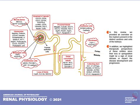 Renal Physiology