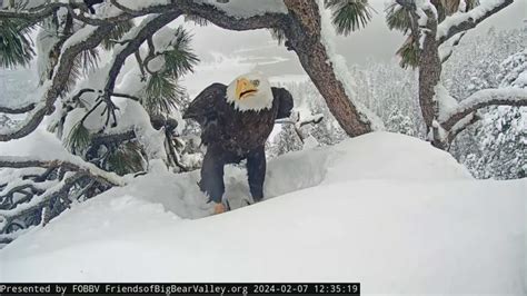 Big Bear bald eagle chicks could hatch soon