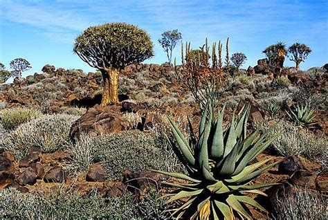 Namibian Plant Life | South african flowers, Desert plants, Plants