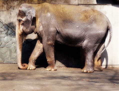 citylikeyou — Inokashira Park Zoo — Tokyo by Takahiro Kimura