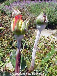 An Overview of Rose Pests Black spot-treat with fungicide Bugs-treat ...