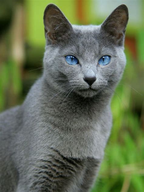 Grey Cat Breeds With Blue Eyes - Pets Lovers