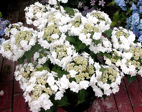 19 Gorgeous White Hydrangeas for Your Garden | White hydrangea, Bigleaf ...