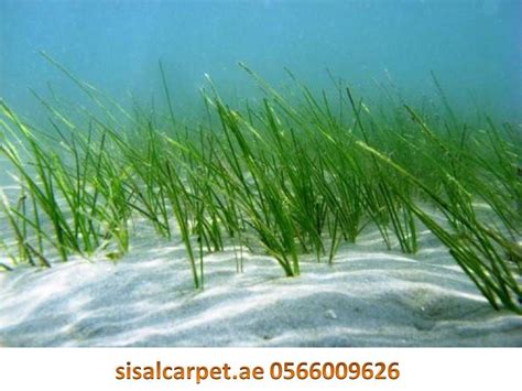 Seagrass | Ocean habitat, Sea grass, Habitats