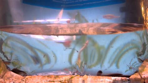 NEW FISH - male long-finned danios for breeding! - YouTube