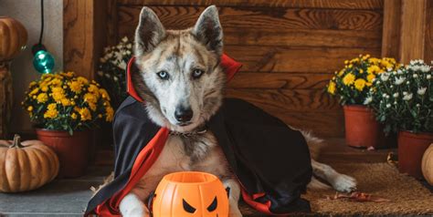 53 Best Dog Costume Ideas - DIY Pet Halloween Costumes