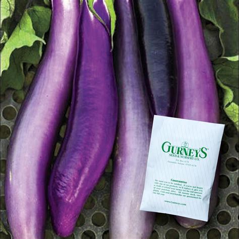 Gurney's Eggplant Ping Tung Long Vegetable Seeds (30 Seed Packet)-87385 ...