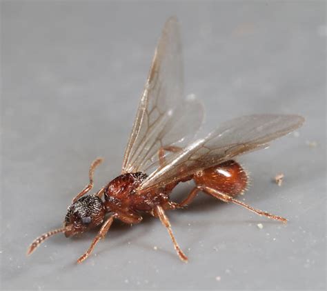 Myrmica rubra Queen - Myrmica rubra - BugGuide.Net