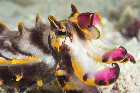 Flamboyant Cuttlefish Photograph by Scubazoo/science Photo Library ...