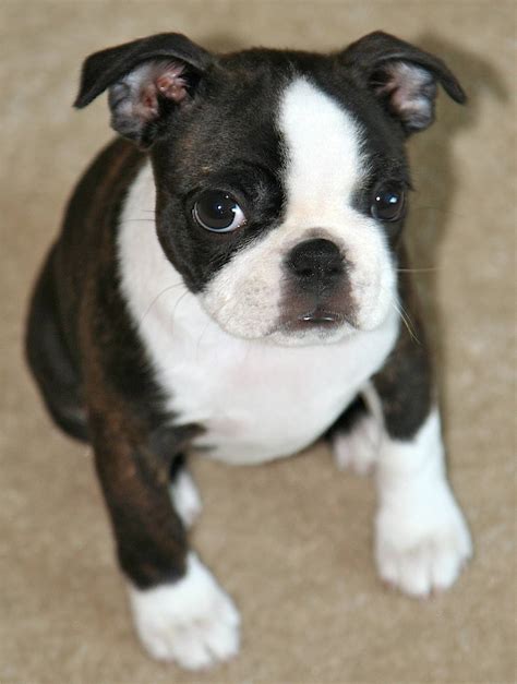 January 2012 | Puppies Dog Breed Information Image Pictures