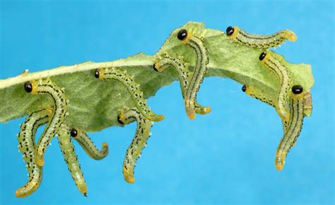 Sawfly Larvae Photograph by Nigel Downer | Pixels