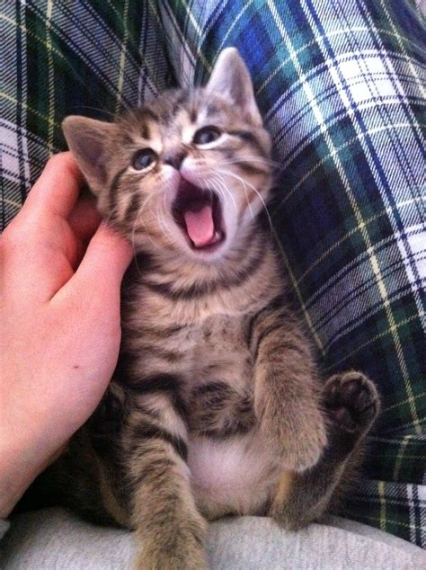 Rawr...Alvin is a little sleepy | Cat yawning, Cute animal pictures ...