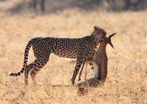 Cheetah With Prey - Feline Facts and Information