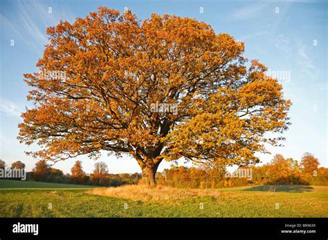 Oak Tree In Fall