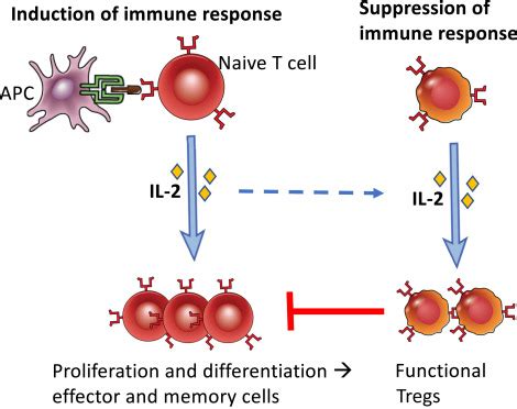 The Surprising Story of IL-2 - The American Journal of Pathology