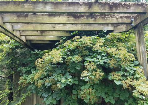 Climbing hydrangea on trellis ???? ???? A vertical journey of blossoms