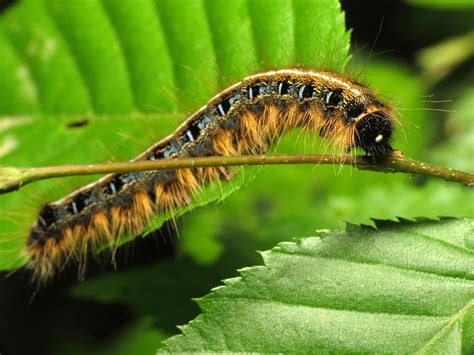 Which Caterpillar Is Eating Your Trees?