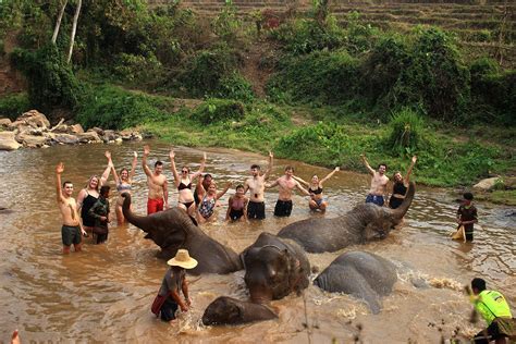 Elephant Jungle Sanctuary Chiang Mai Thailand: Check Half Day Elephant ...