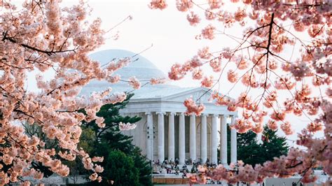 Jefferson Memorial Cherry Blossoms