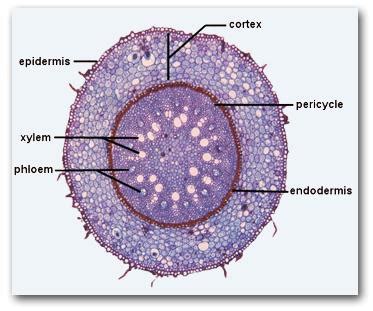 Anatomy of a Typical Monocot Root | Tutorvista.com