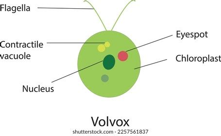 Volvox : algas verdes (algas de: vector de stock (libre de regalías ...