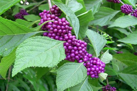 It's Beautyberry Season | Sarasota Magazine