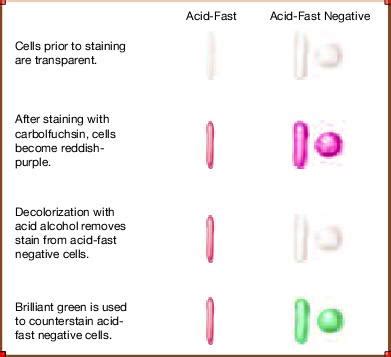 Ziehl-Neelsen acid-fast staining procedure | Medical Laboratories