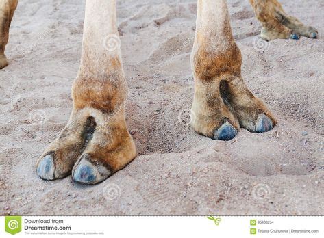 Dromedary toe