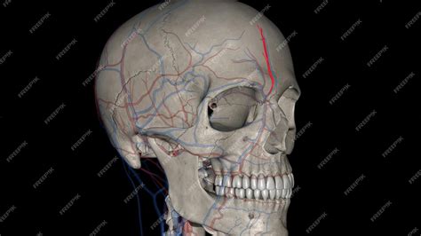 Premium Photo | The supratrochlear artery or frontal artery is one of ...