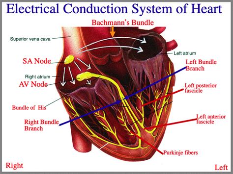 Electrical conduction system