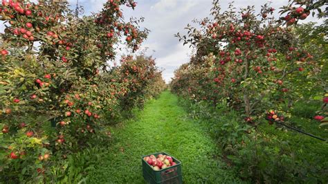 How Safe Are Fall Activities like Apple Picking During COVID-19? - Eater