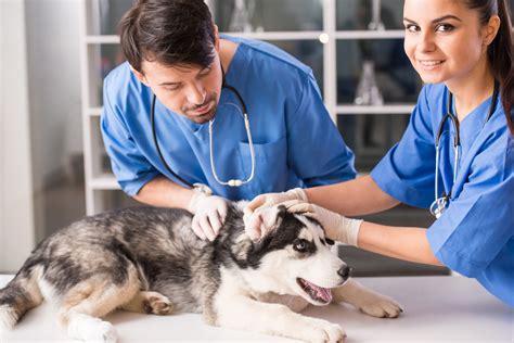 Veterinary Technology in Salinas, CA Central Coast College