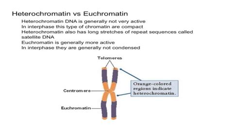 12 Interesting Difference between Heterochromatin and Euchromatin ...