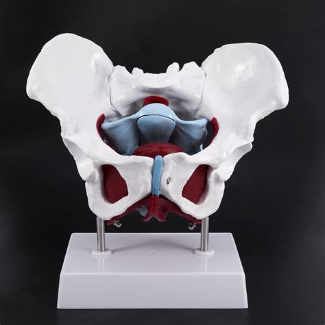 Anatomy Model Of Female Pelvis Pelvic Floor Muscles And Reproductive ...