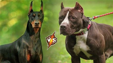 Doberman VS Pitbull. Who is stronger in a Fight? - YouTube