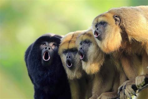 Facts About the Howler Monkey, the Loudest Land Animal | Howler monkey ...